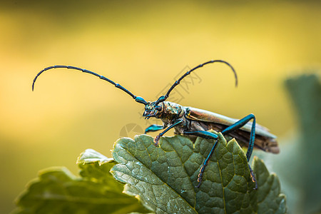 近距离接近 欧亚长角甲虫物种在自然栖息地上爬上植物成人昆虫学漏洞长角牛海眼野生动物天牛动物光泽金属图片