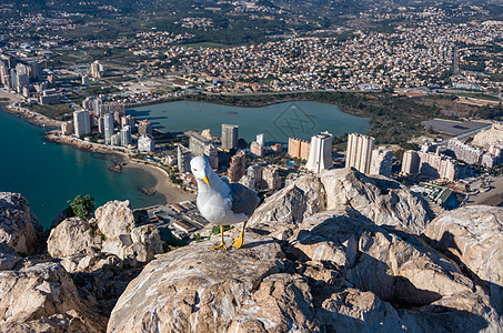 PenonIfach 岩石顶端的海鸥 在 Calpe Cal 上查看假期地标头皮天空房子支撑港口建筑学旅行旅游图片