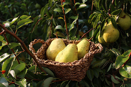 梨树中篮子中的梨子食物水果收获梨枝绿色收成图片