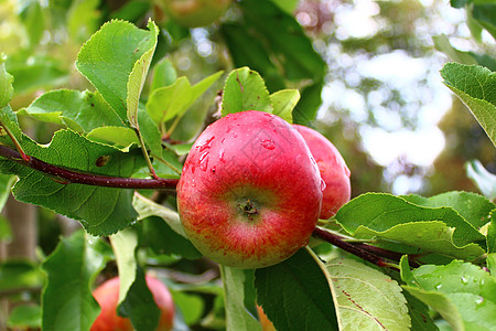 雨后苹果树上的苹果收成素食树木红色维生素花园图片
