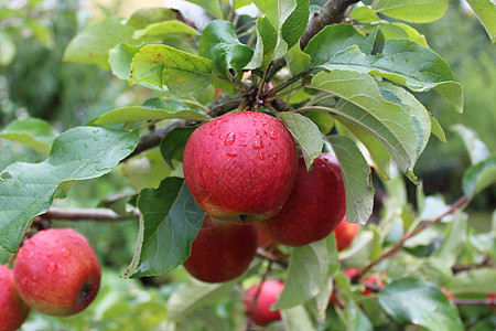 雨后苹果树上的苹果树木收成维生素红色花园素食图片
