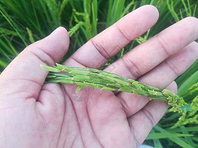 拉什绿稻田植物植物学农场灌溉粮食栽培场地农业农村农田图片