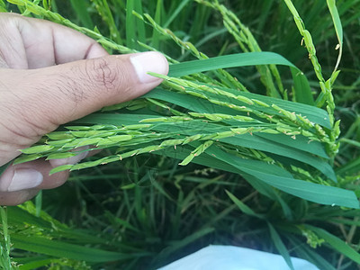 拉什绿稻田生态植物群农业生长收成树叶季节植物学植物种植园图片