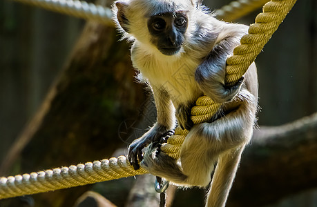 孟加拉哈努曼婴儿 小猴子 来自孟加拉国的热带灵长类动物的可爱特写图片
