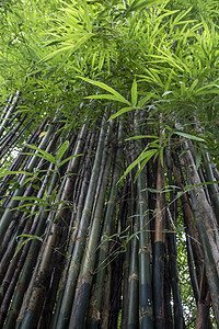 竹木树国家生长叶子热带植物竹子绿色活力树叶森林图片