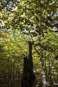 Beech 树林森林树木公园丘陵射线阳光环境风景树干苔藓图片