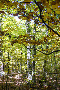 Beech 树林苔藓风景农村途径阳光森林人行道树木丘陵环境图片