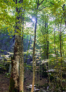 Beech 树林叶子公园山毛榉人行道远足风景丘陵射线阳光环境图片