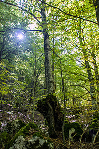 Beech 树林森林公园农村山毛榉阳光环境旅行树木远足全景图片