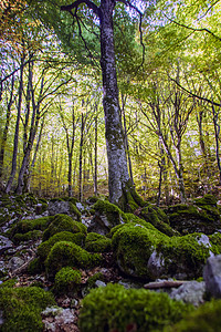 Beech 树林山毛榉人行道射线叶子丘陵旅行森林阳光风景树木图片