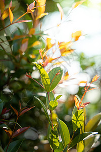 在花园的阳光下特写绿叶 自然黑色叶子墙纸季节生态绿色绿色植物环境生长树叶美丽图片