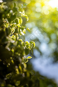 在花园的阳光下特写绿叶 自然黑色树叶叶子晴天季节植物绿色植物太阳美丽生态绿色图片