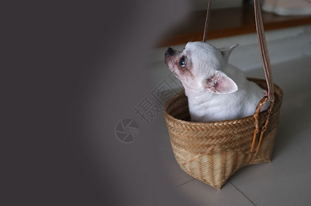 篮子中可爱的吉娃娃食肉蓝色冒险犬类背景奶油动物纯种狗大和载体图片