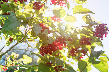 红生子树枝浆果植物群食物灌木植物收成宏观孤独水果季节衬套图片
