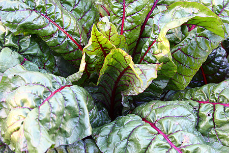 花园里的硬纸绿色甜菜园艺植物沙拉植物群维生素食物树叶叶子图片