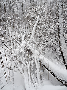 美丽的冬季风景 有雪覆盖的树木环境旅行森林云杉松树降雪天空蓝色木头季节图片