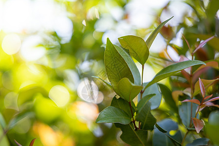 在花园的阳光下特写绿叶 自然黑色叶子植物植物群背景树叶晴天生长太阳生态美丽图片