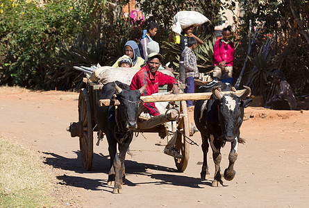 马达加斯加安齐拉贝Antsirabe 2019年7月26日文化木头农村水牛棕色瘤牛农业奶牛农场大车图片