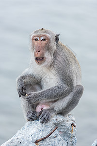 猴子坐在岩石上看着大海悬崖旅行半岛哺乳动物猕猴海岸荒野毛皮灵长类野生动物图片