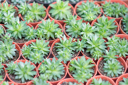 安排小型微型绿色助产植物组织盆栽生长沙漠花盆红色植物群园艺风格白色花园图片