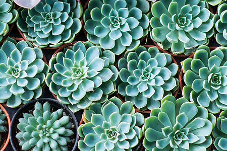 安排小型微型绿色助产植物组织塑料生长园艺沙漠爱好白色花园花盆叶子装饰图片