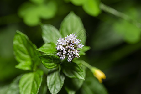 鲜花花草本植物药店绿色薄荷香料树叶治疗宏观植物药品图片