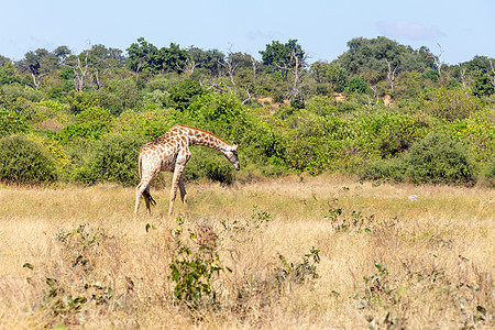 南非长颈鹿Chobe 博茨瓦纳天空幼兽大草原荒野国家食草衬套脖子哺乳动物蓝色图片