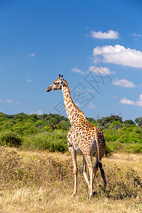 南非长颈鹿Chobe 博茨瓦纳脖子成人公园幼兽野生动物荒野国家动物蓝色衬套图片