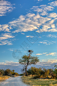 Moremi 游戏保留地 非洲荒野公园野生动物苔藓蓝色泥潭风景天空沼泽地地面沼泽图片