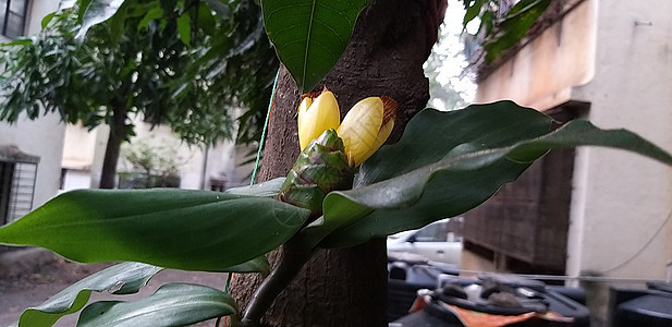 厨房花园的一朵黄花图片