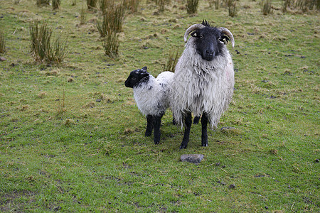 带羊羔的黑头羊牛角毛皮动物羊毛黑鼻子羊肉内存哺乳动物高山农场图片