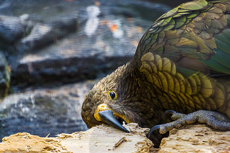 来自新西兰的濒危动物种类 食嚼木头的Kea鹦鹉 典型鸟类行为图片