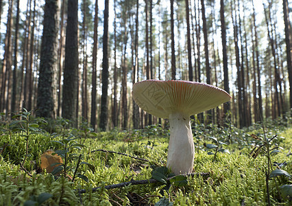 在阳光明媚的一天 森林里可食用蘑菇植物学树木宏观树干真菌橙子苔藓木头植物季节图片