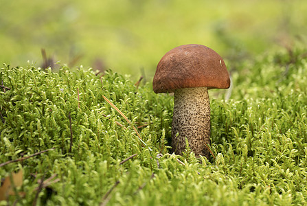 食用蘑菇在苔里生长 在阳光明媚的一天在森林里生长图片