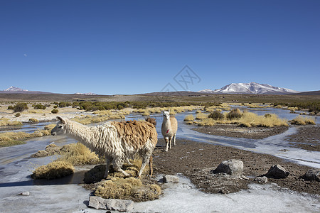 在维尤尼附近的玻利维亚沼泽地上放牧的骆驼图片