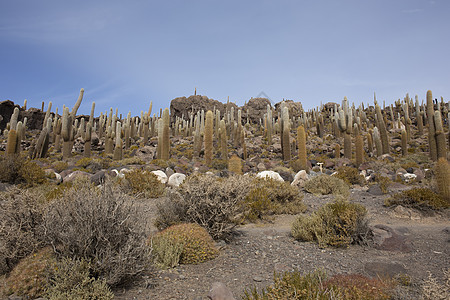 Incahuasi岛的大型仙人掌 Altipl大学盐滩图片
