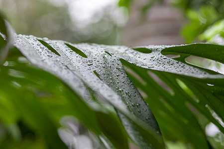 热带雨林的紧闭水滴图片