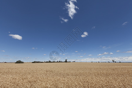 澳大利亚附近阳光明媚的一天小麦田图片