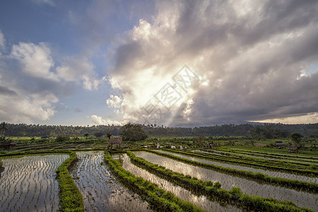 清晨光亮时谷地的稻田图片