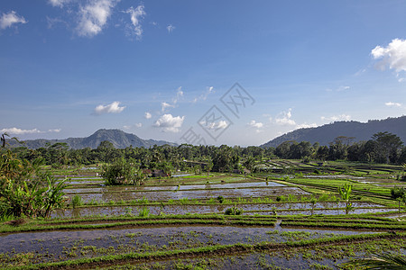 印度尼西亚巴厘岛北部热带大稻田 印度尼西亚图片