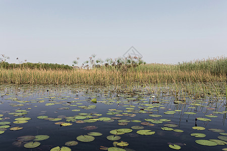 博茨瓦纳奥卡万戈三角洲飞行荒野平原沼泽衬套旅游食草生态水坑天线背景图片