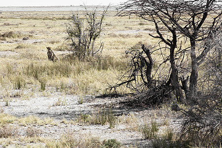 非洲野生非洲猎豹 美丽的哺乳动物图片