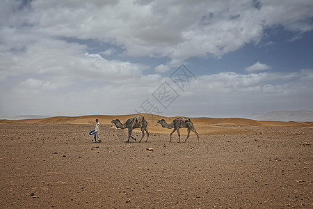土著伯伯人 带沿海骆驼在撒哈拉旅行图片
