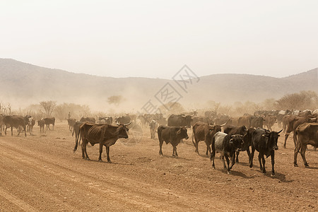 Namib 在沙漠中放牧的奶牛图片