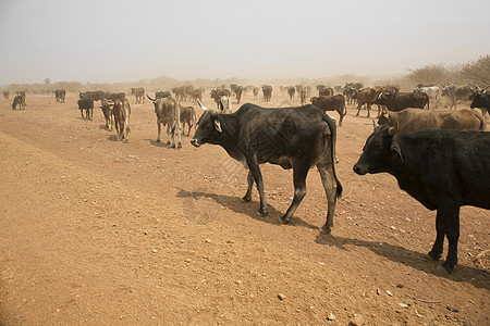非洲纳米比亚北部的牛养殖场图片