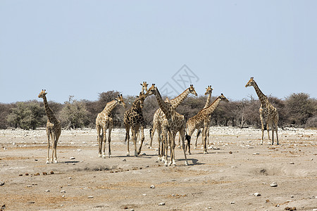 纳米比亚Etosha国家公园Giraffes牧群图片