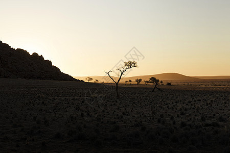 纳米比亚沙漠Namib Nauk的Sandy dune和干枯树木图片