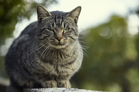 猫咪躺在墙上7图片