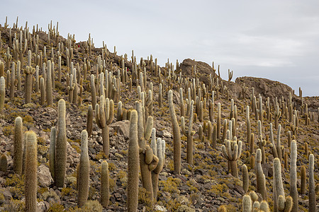 Incahuasi岛的盐滩 Altiplano 北海平面高原反射镜子旅行荒野天空地平线公园蓝色土地图片