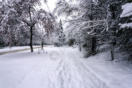白雪覆盖公园 有树木间的道路森林场景天空白色小路场地蓝色季节国家天气图片